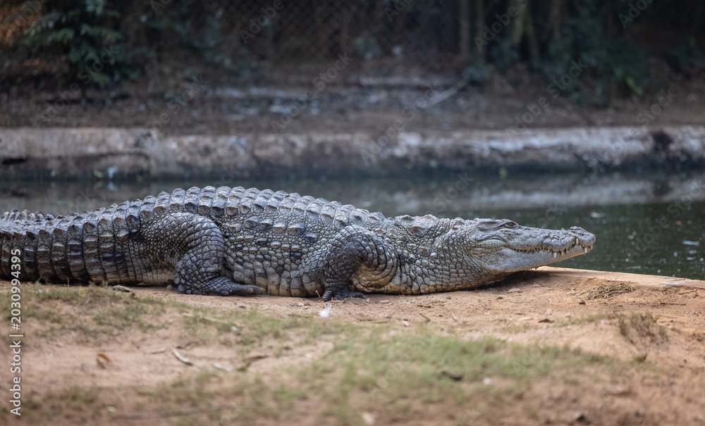 Fototapeta premium Crocodile (Crocodylidae) near water body at forest.