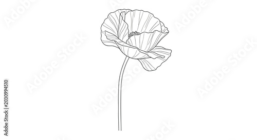 Detailed line art illustration of a delicate poppy flower bloom on a stem, perfect for botanical or nature themes.