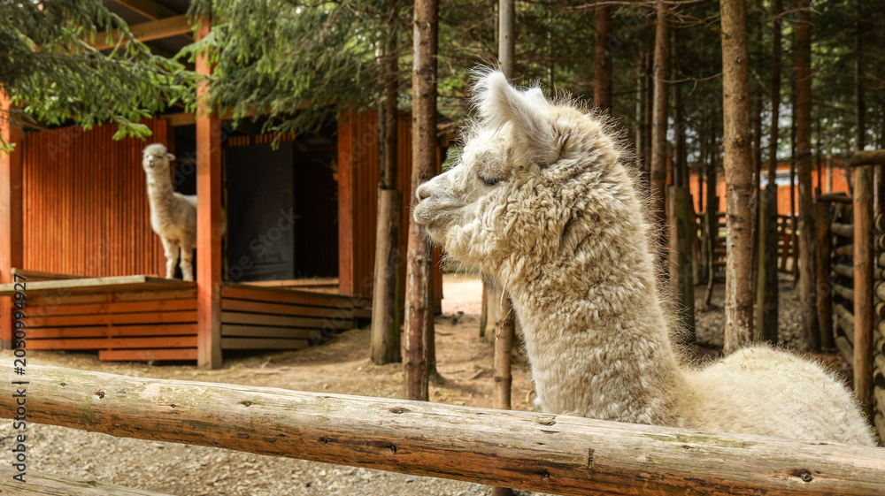 Fototapeta premium Close-up of a fluffy white alpaca in an outdoor enclosure with trees and wooden structures