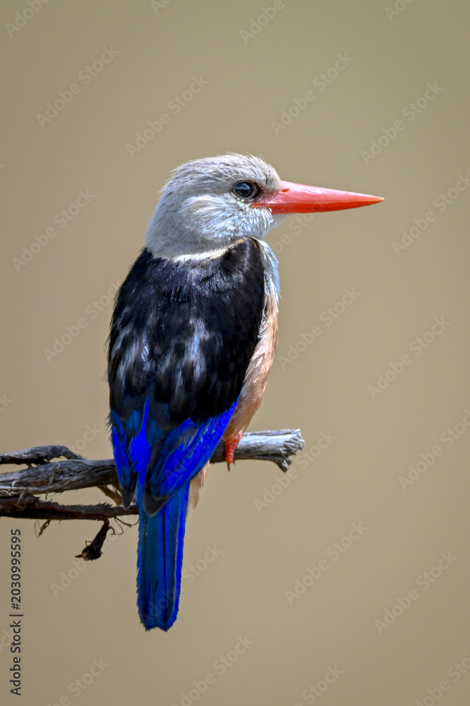 Fototapeta premium Grey-headed kingfisher turns head right on branch