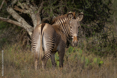 Photography Grevy zebra stands turning back to camera