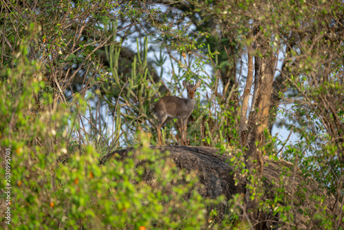 Canvas Print Guenther dik-dik stands watching camera from rock