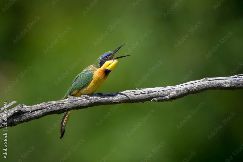 Fototapeta premium Little bee-eater opens beak on dry branch