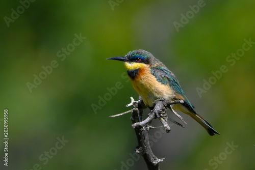 Tableau sur toile Little bee-eater on dried-up branch watching camera