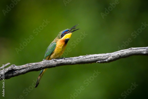 Photography Little bee-eater tossing fly on dry branch