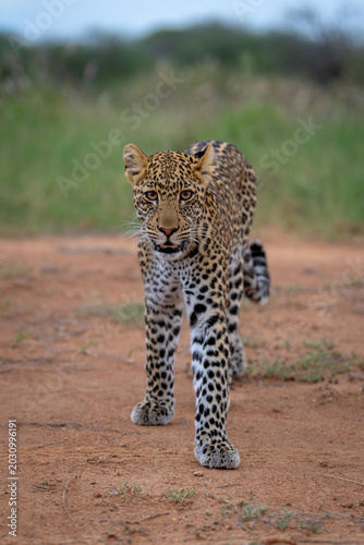 Male leopard cub approaches camera extending forepaw