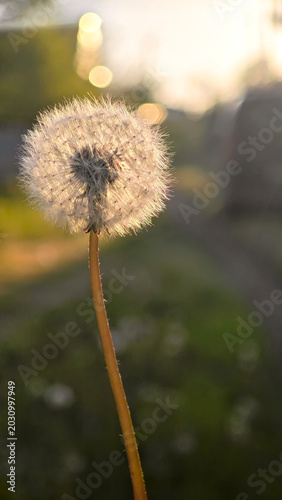 A close-up of a dandelion seed head illuminated by sunlight. The background is blurred, showcasing a natural setting with greenery.