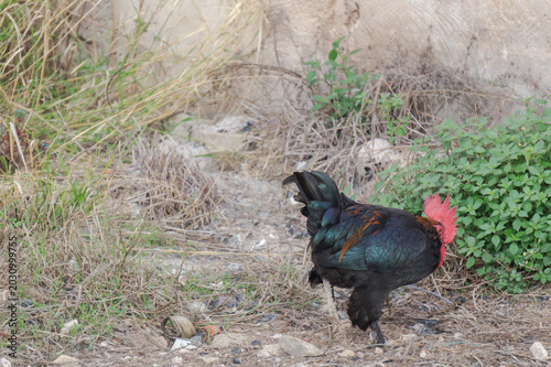 gallo nero
