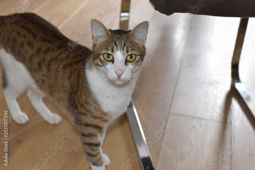 Φωτογραφία Short-haired tabby white cat with yellow eyes on wooden floor