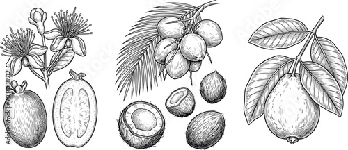 Hand Drawn Vintage Tropical Fruit Sketches Set Featuring Feijoa Coconut and Guava Elements with Flowers and Leaves for Organic Packaging Design