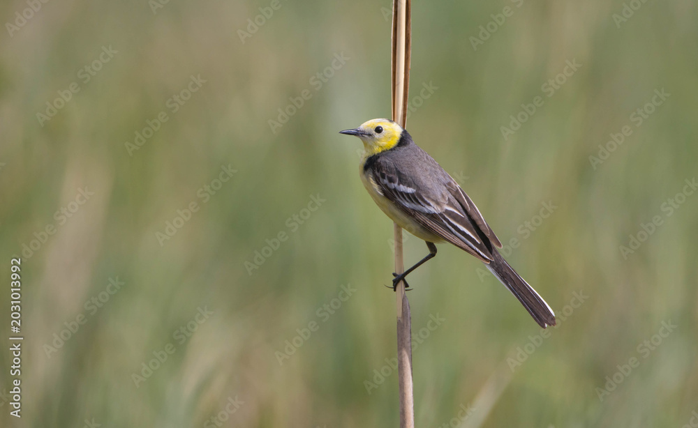 Fototapeta premium Citrine Wagtail - male bird at a wetland in spring