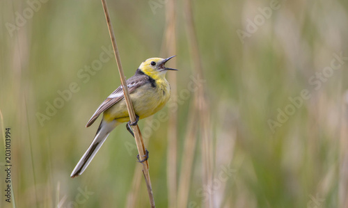 Citrine Wagtail - male bird at a wetland in spring