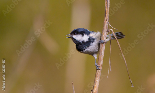 Coal tit at a wet forest in spring
