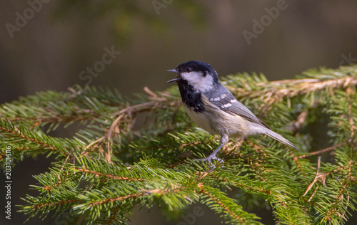 Coal tit at a wet forest in spring