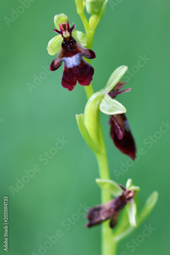 Tableau sur toile Wild fly orchid (Ophrys insectifera) in bloom in natural woodland habitat, Val-d’Oise, France