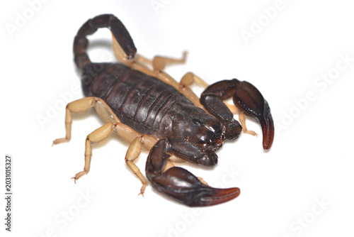 Closeup picture of the European yellow-tailed scorpion Tetratrichobothrius (Euscorpius) flavicaudis from the Sheerness Dockyard (Isle of Sheppey, England), photographed on white background.