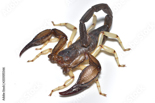 Closeup of a male of the Middle East common black scorpion Nebo hierichonticus from Saudi Arabia, photographed on white background.