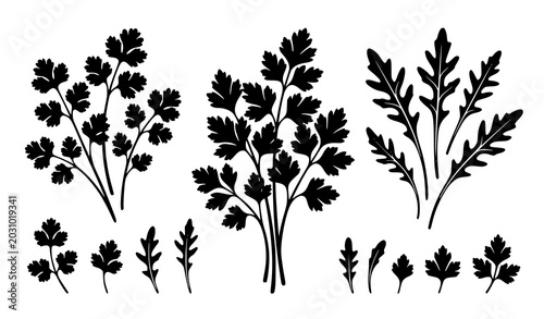 Photos Fragrant Culinary Herb Silhouette Vector Pack with Cilantro Parsley and Arugula