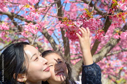 河津桜を見上げる親子
