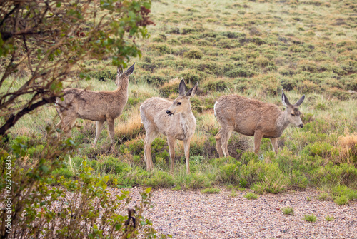 Photography Three mule deer standing in a sagebrush field near a dirt road, Laramie, Wyoming