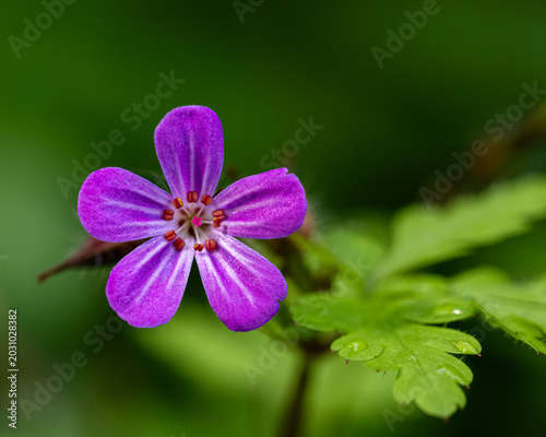 Wild Geranium Flower With Soft Green Forest Background