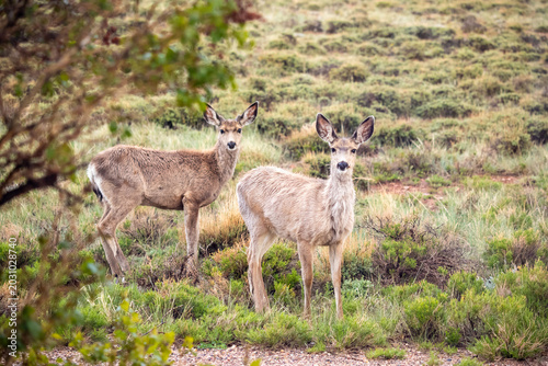 Canvastavla Two mule deer standing in rain looking at camera, Laramie, Wyoming