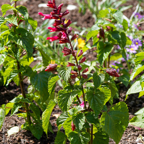 Foto Saucy Wine Salvia or Tropical sages (Salvia splendens) spring flowering of deep