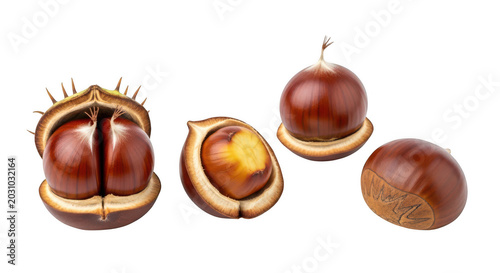 Fresh brown horse chestnuts with opened husks and cracked shells showing glossy nuts inside