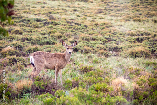Canvas Print Alert mule deer fawn standing alone in a rainy sagebrush meadow, Laramie, Wyomin