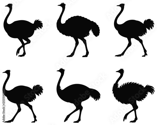 Foto Six ostrich silhouettes on white background silhouette