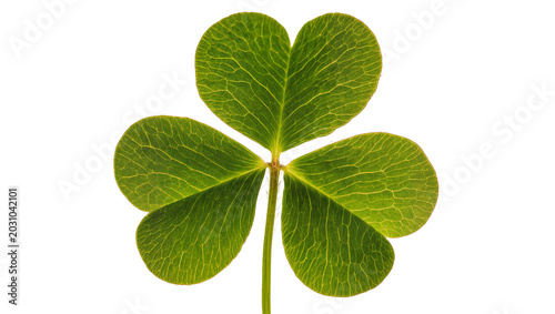 Tableau sur toile Vibrant green shamrock clover leaf with detailed veins, isolated on transparent