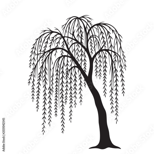 Weeping willow tree silhouette with drooping branches and long leaves for nature design and landscape decoration