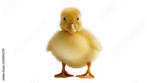 фотографія Fluffy yellow duckling standing, isolated on transparent background