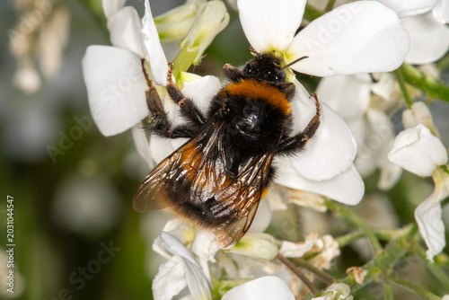 A Garden Bumblebee (Bombus hortorum) visiting a white sweet rocket flower