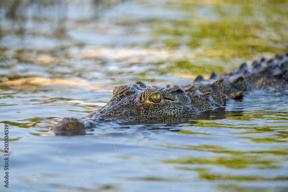 Fototapeta premium Nile crocodile in Chobe River