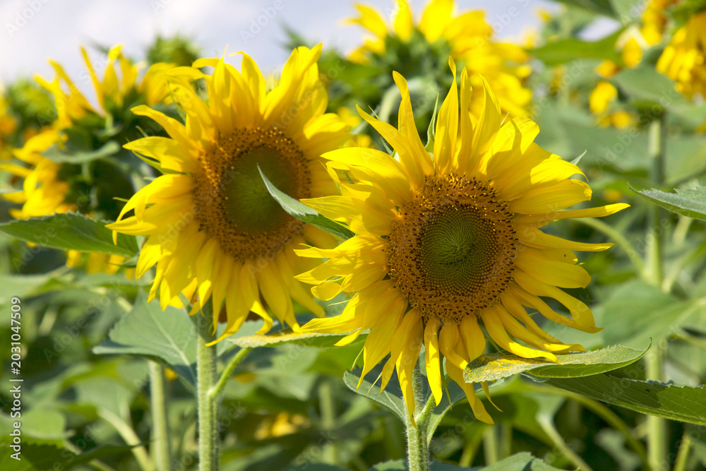 Fototapeta premium Sunflower Field in Tuscany