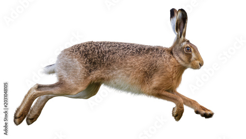 Brown hare running at full speed, isolated on transparent background