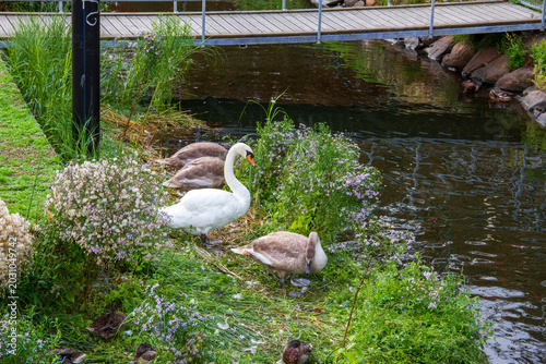 Fotografia Mute swan with cygnets on a grassy riverbank near a bridge