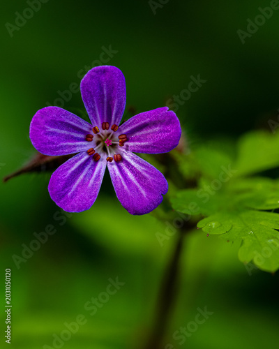 Ultra Detailed Herb Robert Flower With Lush Green Bokeh