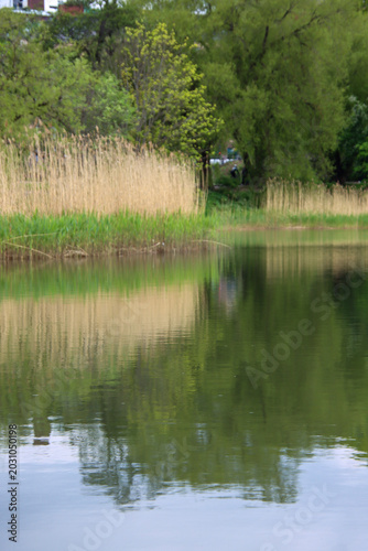 Fotografie water front wit reeds and trees