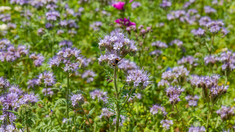 Obraz premium Purple flowers bloom in a garden with bees collecting pollen in the bright sunlight during summer
