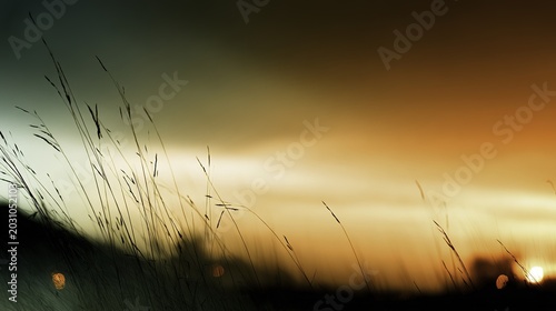 Silhouetted grasses sway in the wind against a golden sunset sky