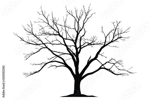 Bare Tree Silhouette with Detailed Branches Isolated on White Background.