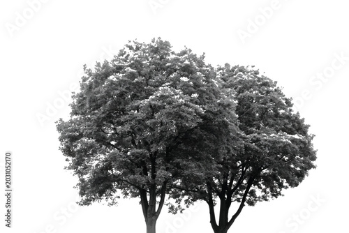 Bild auf Leinwand Black and white tree foliage cutout isolated on white background,Deciduous tree crown crown vector silhouette design element for architectural rendering