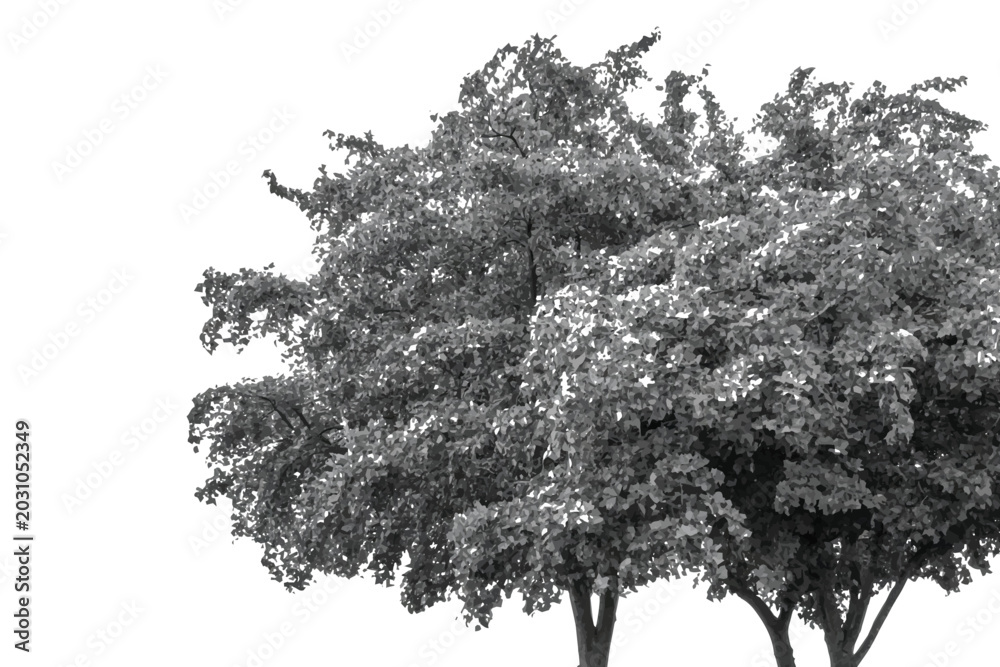 Fototapeta premium Black and white tree foliage cutout isolated on white background,Deciduous tree crown crown vector silhouette design element for architectural rendering.