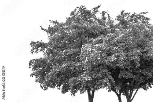 Bild auf Leinwand Black and white tree foliage cutout isolated on white background,Deciduous tree crown crown vector silhouette design element for architectural rendering