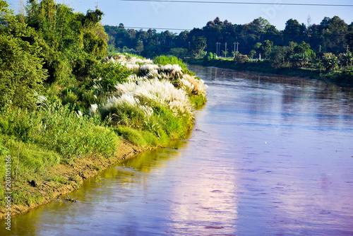 Foto Blooming Kans grass along a peaceful riverside of Bengal, showcasing soft white feathery plumes and lush natural vegetation in a serene countryside landscape