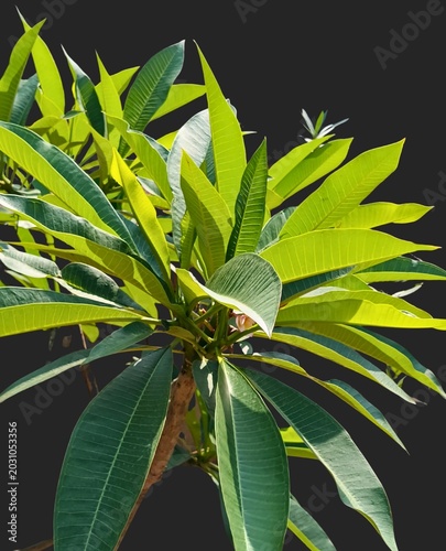 Canvastavla White Frangipani Leaves PNG - Isolated Plumeria Alba Tropical Foliage Botanical Asset Premium high-resolution PNG cutout of fresh Plumeria alba leaves
