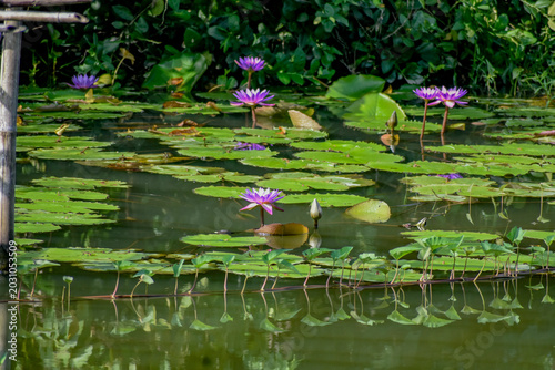 Photos Purple water lilies blooming across a calm pond covered with green lily pads, showcasing serene aquatic floral beauty and lush natural reflections