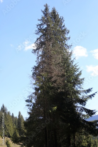 Pine